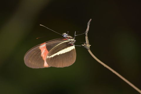 Small/Red Postman Butterfly - Heliconius erato petiverana This Small/Red Postman Butterfly - Heliconius erato petiverana is small in size with black wings, and bands of red and white on the wings. Butterfly,Costa Rica,Geotagged,Heliconius erato,Heliconius erato petiverana,Red Postman Butterfly,Red postman,Small Postman Butterfly,Spring