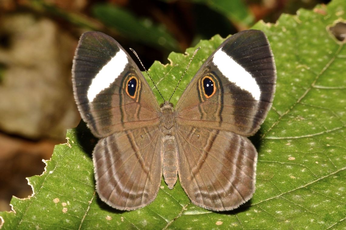 Deep-blue Eyed-Metalmark Butterfly - Mesosemia asa asa This Deep-blue Eyed-Metalmark Butterfly - Mesosemia asa asa has false eyes on its wings. Butterfly,Costa Rica,Deep-blue Eyed-Metalmark,Deep-blue Eyed-Metalmark Butterfly,Geotagged,Mesosemia asa asa,Spring