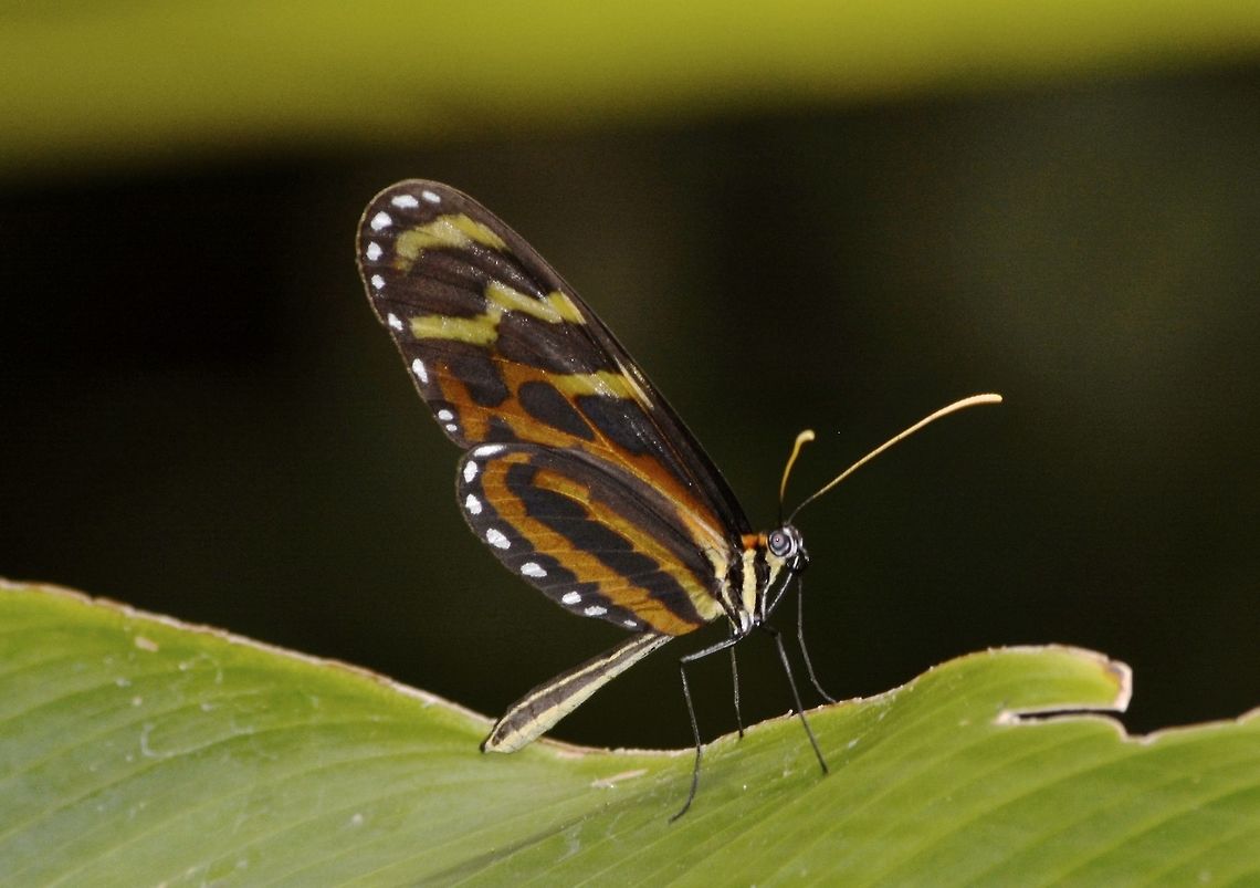 Menapis Tigerwing Butterfly - Mechanitis menapis saturata I was told this is the sub-species of Mechanitis menapis - Mechanitis menapis saturata Butterfly,Costa Rica,Geotagged,Mechanitis menapis,Menapis Tigerwing,Menapis Tigerwing Butterfly,Spring
