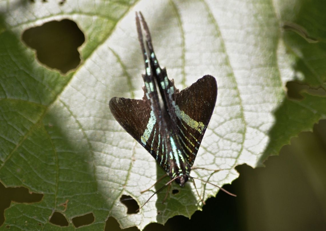 Urania Swallowtail Moth - Urania fulgens This Swallowtail Moth - Urania fulgens is a day time Moth. Costa Rica,Geotagged,Spring,Urania fulgens,Urania swallowtail moth
