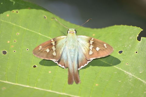 Long-tailed Skipper Butterfly - Urbanus proteus Although it looks like a Moth, this Long-tailed Skipper Butterfly - Urbanus proteus is a butterfly. Butterfly,Costa Rica,Geotagged,Long-tailed Skipper,Spring,Urbanus proteus