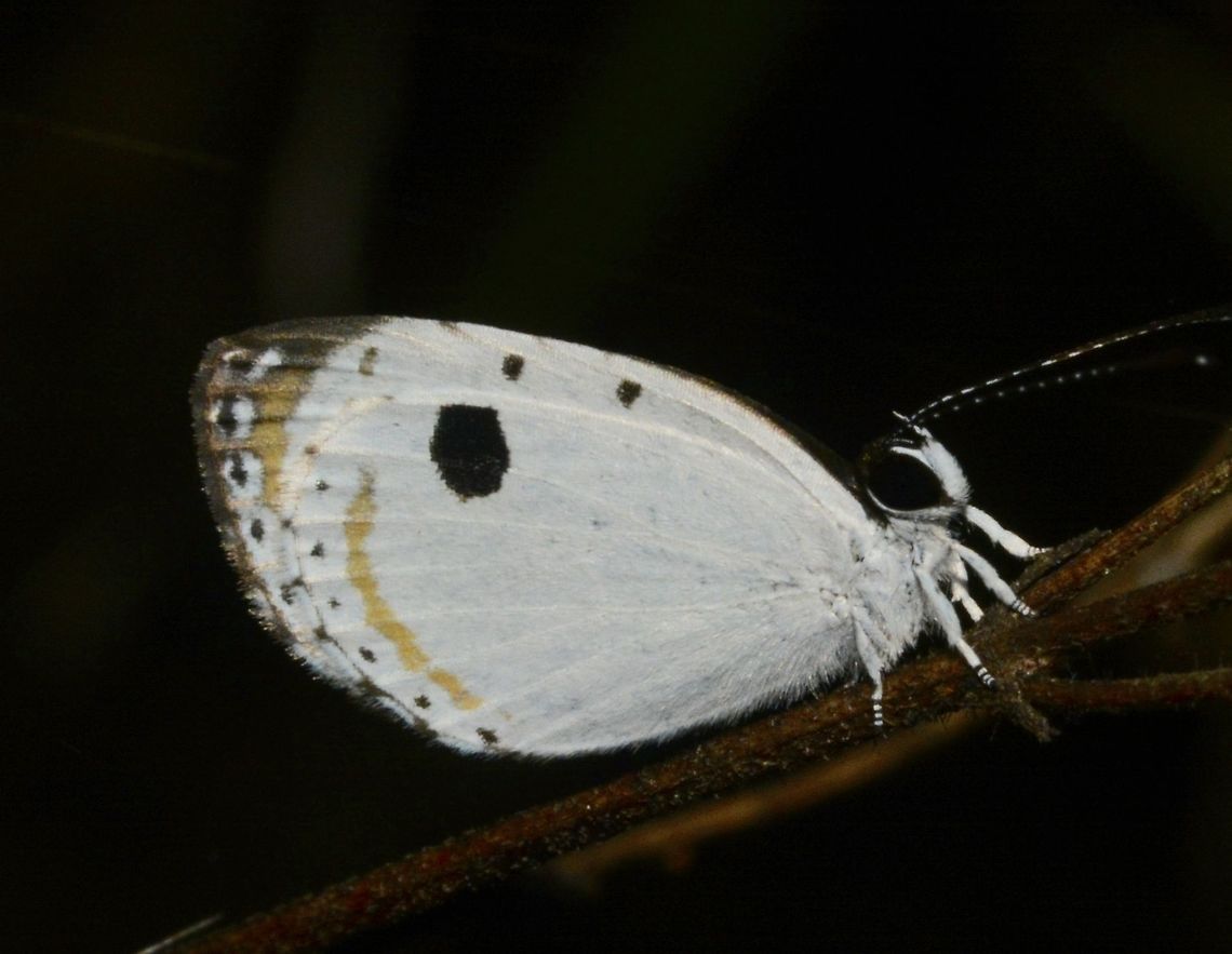 Forest Quaker Butterfly - Pithecops corvus corax Forest Quaker Buttefly - Pithecops corvus corax is small butterfly, almost all white in colour with markings of black. Butterfly,Forest Quaker,Forest Quaker Butterfly,Geotagged,Philippines,Pithecops corvus corax,Summer,north luzon
