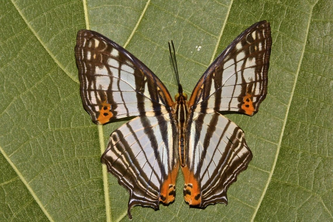Common Mapwing Butterfly - Cyrestis maenalis maenalis I was told this is the sub-species of Common Mapwing Butterfly - Cyrestis maenalis maenalis Common Mapwing Butterfly,Cyrestis maenalis,Geotagged,Philippines,Spring,north luzon