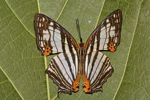 Common Mapwing Butterfly - Cyrestis maenalis maenalis I was told this is the sub-species of Common Mapwing Butterfly - Cyrestis maenalis maenalis Common Mapwing Butterfly,Cyrestis maenalis,Geotagged,Philippines,Spring,north luzon