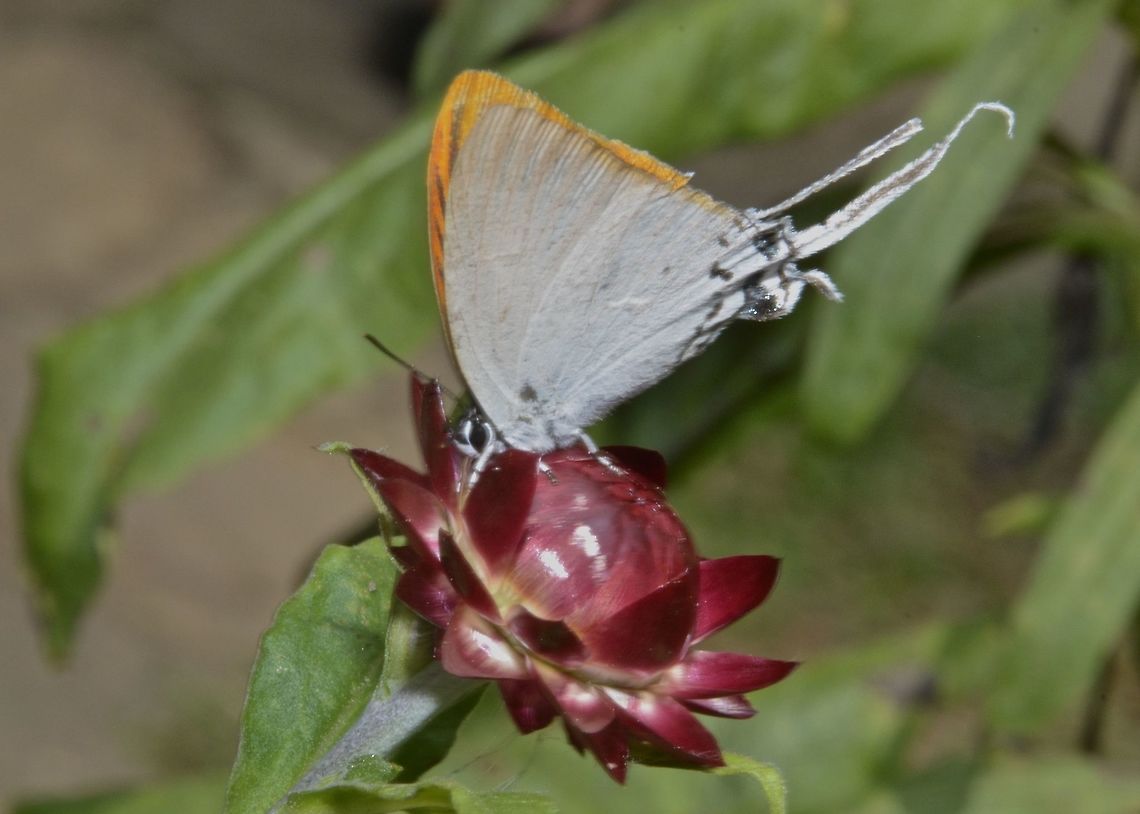 Golden-tailed Hairstreak Butterfly - Cheritra orpheus This Golden-tailed Hairstreak Butterfly - Cheritra orpheus is small in size with white underwings. Cheritra orpheus,Geotagged,Golden-tailed Hairstreak,Golden-tailed Hairstreak Butterfly,Philippines,Winter,north luzon