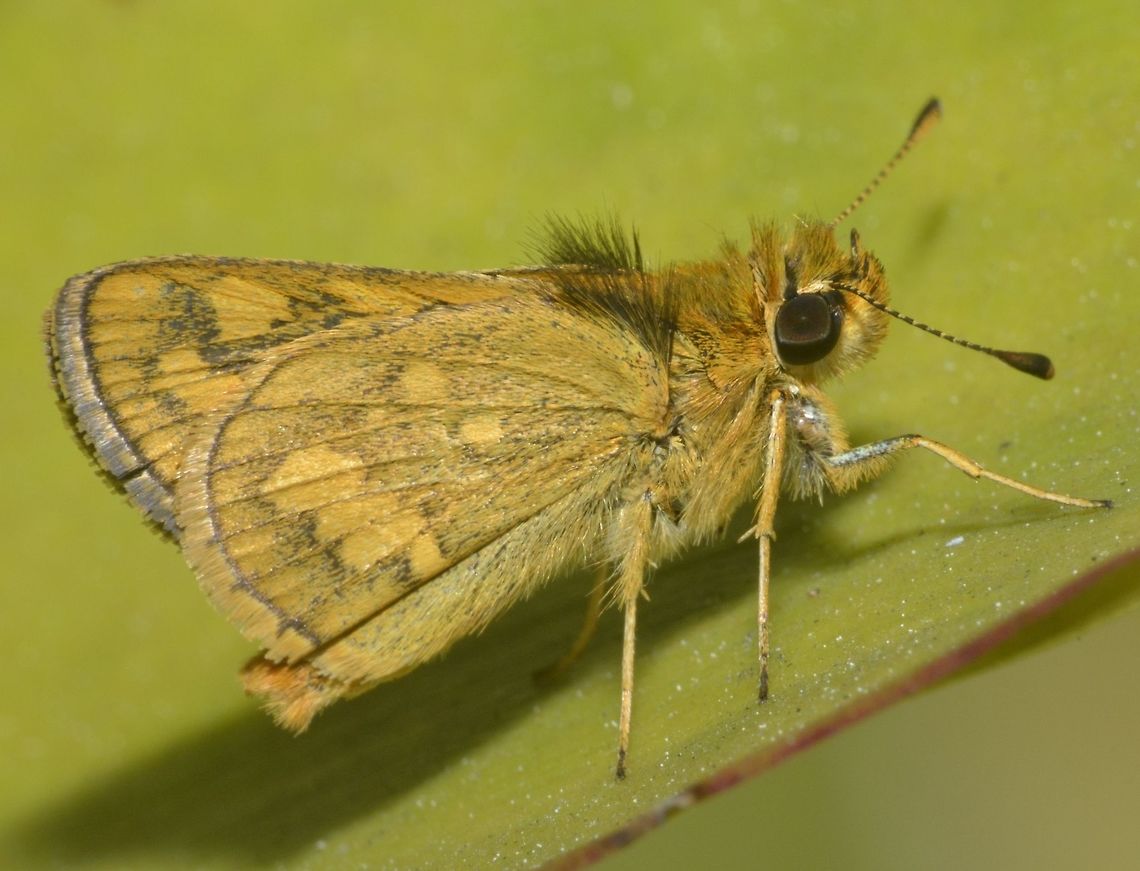 Grass Dart Butterfly - Taractrocera luzonensis luzonensis I was told this is a sub-species of Taractrocera luzonensis - Taractrocera luzonensis luzonensis. Geotagged,Grass Dart Butterfly,Philippines,Taractrocera luzonensis,Winter,north luzon