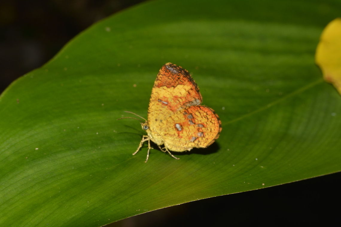 Moth Butterfly - Callidula sumatrensis This Moth Butterfly - Callidula sumatrensis is brightly coloured and small in size.<br />
Can be confusing as it is a moth and not a butterfly. Callidula sumatrensis,Geotagged,Moth Butterfly,Philippines,Spring,north luzon