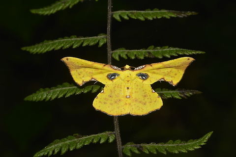 Geometrid Moth - Corymica pryeri This Geometrid Moth - Corymica pryeri, is small in size, with bright yellow colour and 'transparent window' in its forewings.

The picture hi-lighting its 'transparent window' is here :

https://www.jungledragon.com/image/43412/geometrid_moth_-_corymica_pryeri.html
 Corymica pryeri,Geometrid Moth,Geotagged,Moth,Philippines,Summer,north luzon