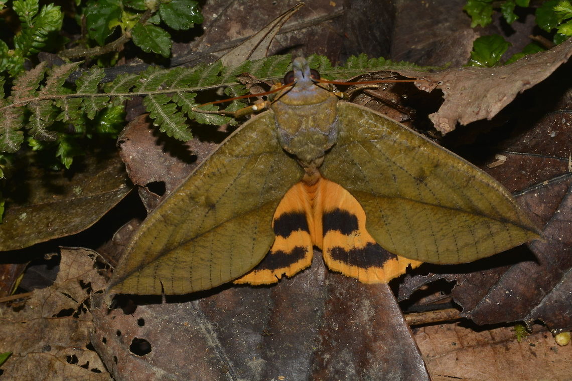 Fruit Pierching Moth - Eudocima tyrannus This Fruit Piercing Moth - Eudocima tyrannus looks like dead leafs when it didn&#039;t expose its hind wings.<br />
The hind wings are bright orange in colour with black markings. Eudocima tyrannus,Fruit Piercing Moth,Geotagged,Moth,Moth Week 2018,Philippines,Summer,north luzon