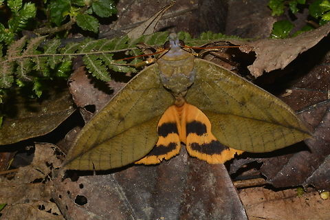 Fruit Pierching Moth - Eudocima tyrannus This Fruit Piercing Moth - Eudocima tyrannus looks like dead leafs when it didn't expose its hind wings.
The hind wings are bright orange in colour with black markings. Eudocima tyrannus,Fruit Piercing Moth,Geotagged,Moth,Moth Week 2018,Philippines,Summer,north luzon