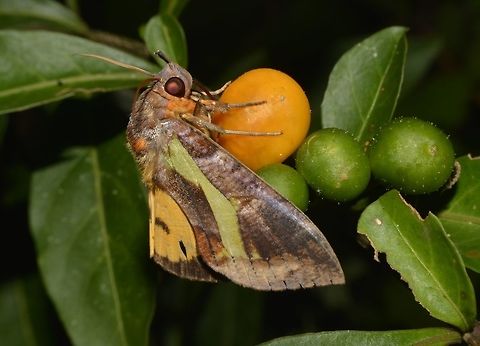 Fruit Piercing Moth - Eudocima homaena Saw this Fruit Piercing Moth - Eudocima homaena, doing what its name says - piercing a fruit to feed on :D Eudocima homaena,Fruit Piercing Moth,Geotagged,Moth,Philippines,Spring,cebu,moth week 2018