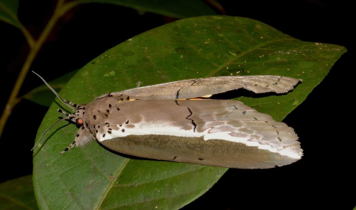 Ailanthus Defoliator Moth - Eligma narcissus This Alianthus Defoliator Moth - Eligma narcissus looks like it has bright underwings. Ailanthus Defoliator,Eligma narcissus,Fall,Geotagged,Luzon,Moth,Philippines