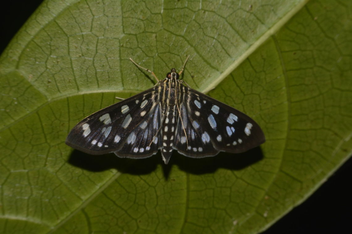 Crambid Moth - Pygospila tyres This Crambid Moth - Pygospila tyres is small in size, with black wings and spots of blue on its wings and body. Crambid Moth,Geotagged,Luzon,Philippines,Pygospila tyres,Summer