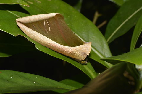 Fruit Piercing Moth - Eudocima salaminia This Fruit Piercing Moth - Eudocima salaminia looks like a dead leaf. Eudocima salaminia,Fruit Piercing Moth,Geotagged,Moth,Moth Week 2018,Philippines,Spring,north luzon