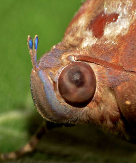 Fruit Piercing Moth - Eudocima phalonia This is the close-up of the face of Fruit Piercing Moth - Eudocima phalonia.  It has short antennae with blue tip

This is the picture of the whole Moth :

https://www.jungledragon.com/image/43307/fruit_piercing_moth_-_eudocima_phalonia.html
 Eudocima phalonia,Fruit Piercing Moth,Geotagged,Moth,Philippines,Summer