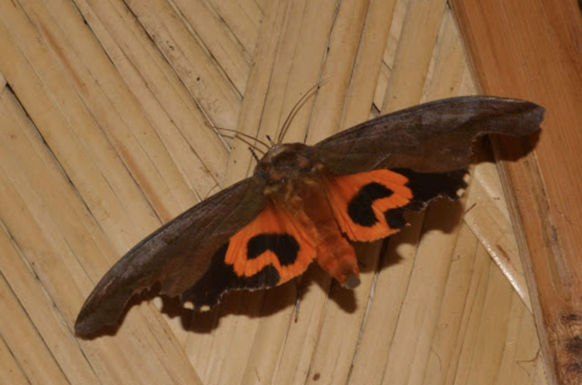 Fruit Piercing Moth - Eudocima phalonia This is a Fruit Piercing Moth - Eudocima phalonia, its hind wings is brightly coloured orange.<br />
<br />
This is the close-up of the face :<br />
<br />
<figure class="photo"><a href="https://www.jungledragon.com/image/43306/fruit_piercing_moth_-_eudocima_phalonia.html" title="Fruit Piercing Moth - Eudocima phalonia"><img src="https://s3.amazonaws.com/media.jungledragon.com/images/2994/43306_thumb.jpg?AWSAccessKeyId=05GMT0V3GWVNE7GGM1R2&Expires=1763596810&Signature=NJDmbRvWalSie9h3%2B1%2BSPmWUGvA%3D" width="128" height="152" alt="Fruit Piercing Moth - Eudocima phalonia This is the close-up of the face of Fruit Piercing Moth - Eudocima phalonia.  It has short antennae with blue tip<br />
<br />
This is the picture of the whole Moth :<br />
<br />
https://www.jungledragon.com/image/43307/fruit_piercing_moth_-_eudocima_phalonia.html<br />
 Eudocima phalonia,Fruit Piercing Moth,Geotagged,Moth,Philippines,Summer" /></a></figure><br />
 Anilao,Batangas,Eudocima phalonia,Fruit Piercing Moth,Geotagged,Moth,Philippines,Summer