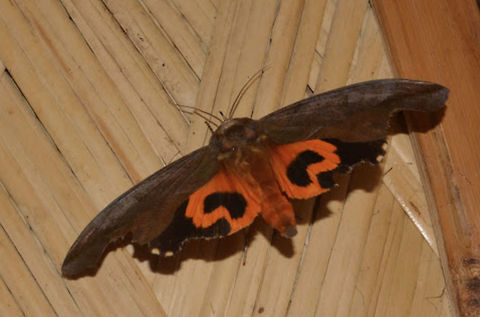 Fruit Piercing Moth - Eudocima phalonia This is a Fruit Piercing Moth - Eudocima phalonia, its hind wings is brightly coloured orange.

This is the close-up of the face :

https://www.jungledragon.com/image/43306/fruit_piercing_moth_-_eudocima_phalonia.html
 Anilao,Batangas,Eudocima phalonia,Fruit Piercing Moth,Geotagged,Moth,Philippines,Summer