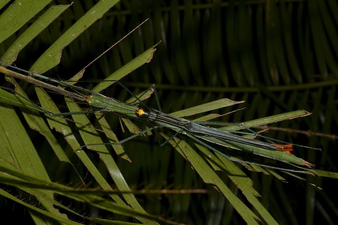 Stick Insect, Phasmid - Ophicrania palinurus This is a pair of Stick Insect, Phasmid - Ophicrania palinurus<br />
The Male is the smaller one, on top of the Female.<br />
<br />
Male has yellow spot on top of his head, with blue stripes running by the side of the body, wing cover is black. End of abdomen is brownish/red in colour. He has full wings and is capable of flight.<br />
<br />
Female has 2 small spots on her head, mostly green in colour. Females have half wings and are not capable of flight.<br />
<br />
They were found on palm tree, which is also their food plants. Fall,Geotagged,Luzon,Ophicrania palinurus,Phasmid,Philippines,Stick insect