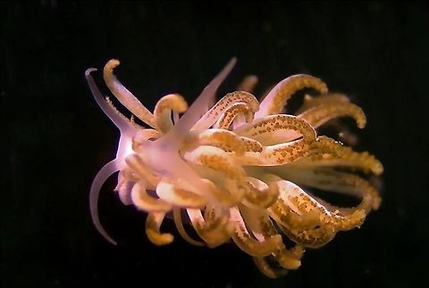 Phyllodesmium jacobsenae