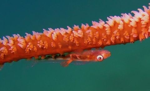 Whip/Wire Coral Goby - Bryaninops yongei with Parasites This simple looking Goby - Bryaninops yongei makes interesting photography when they are found with Parasites on their body.  The small thing attached to its back is a copepod parasite and the 2 wiry stuff at the end of it are its egg sac. Anilao,Batangas,Bryaninops yongei,Geotagged,Philippines,Whip coral goby