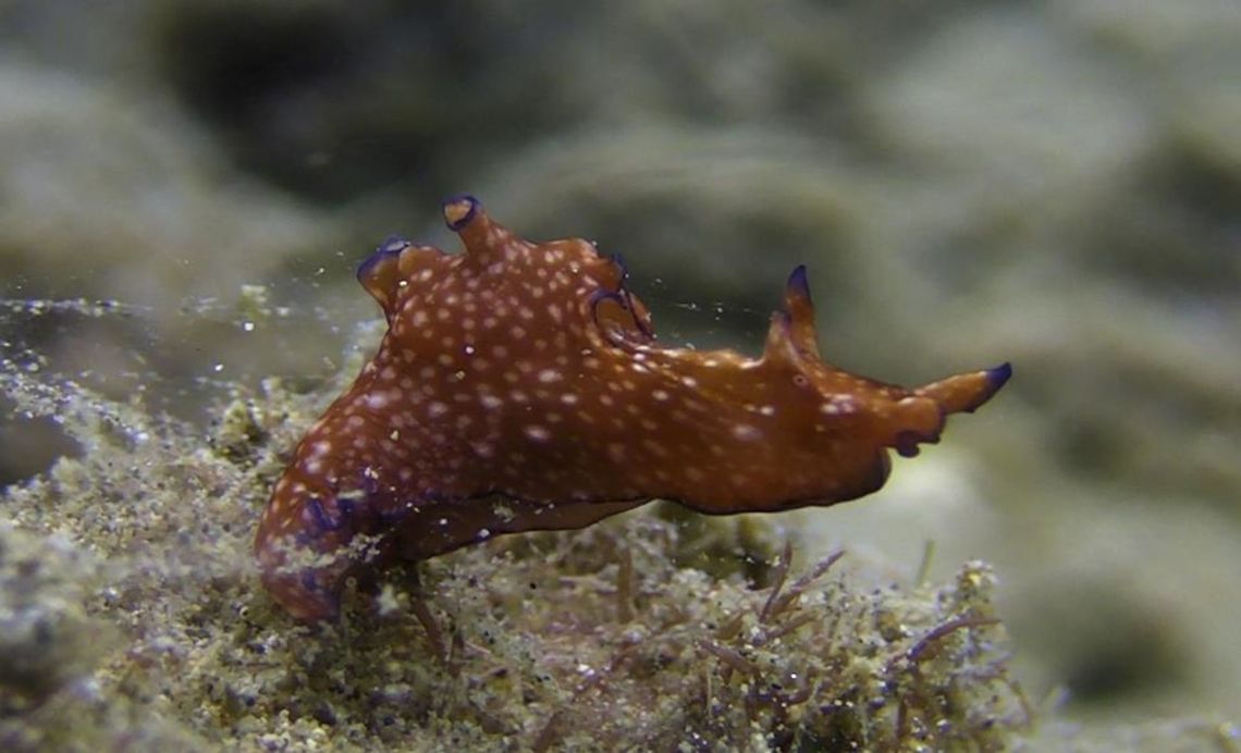 Spotted Sea Hare - Aplysia punctata Small sized Sea Hare - Aplysia punctata, brownish in colour with white spots and tiny eyes.  A bit of purple on the margin of its mantle. Anilao,Aplysia punctata,Batangas,Geotagged,Philippines,Spotted Sea Hare