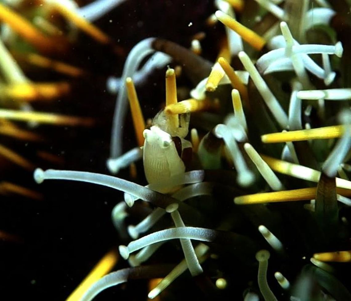 Urchin Bumble Bee Shrimp - Gnathophyllides mineri This Urchin Bumble Bee Shrimp - Gnathophyllides mineri is very tiny in size (less than 5mm) and extremely difficult to get a good picture of. They lives on Cake Urchin and hugs the spines of the Urchin. Their colour is also quite similar to the spines of the Urchins - White/Stripes/Yellow. Anilao,Batangas,Geotagged,Gnathophyllides mineri,Philippines,Urchin Bumble Bee Shrimp,Urchin Bumblebee Shrimp,shrimp