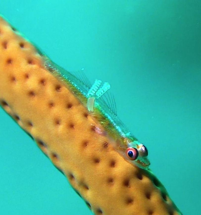 Whip/Wire Coral Goby - Bryaninops yongei with Parasites This simple looking Goby - Bryaninops yongei makes interesting photography when they are found with Parasites on their body. The small thing attached to its back is a copepod parasite and the 2 wiry stuff at the end of it are its egg sac. Anilao,Batangas,Bryaninops yongei,Geotagged,Goby,Philippines,Whip coral goby