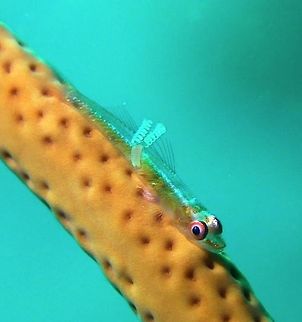 Whip/Wire Coral Goby - Bryaninops yongei with Parasites This simple looking Goby - Bryaninops yongei makes interesting photography when they are found with Parasites on their body. The small thing attached to its back is a copepod parasite and the 2 wiry stuff at the end of it are its egg sac. Anilao,Batangas,Bryaninops yongei,Geotagged,Goby,Philippines,Whip coral goby