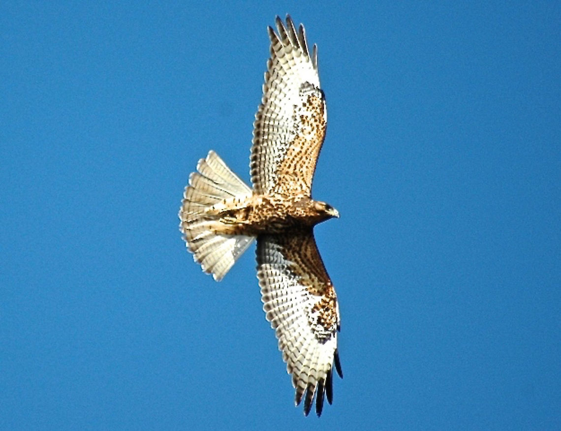 Galapagos Hawk - Buteo galapagoensis The Galapagos Hawk - Buteo galapagoensis is a predator bird that is endemic to the Galapagos islands. Buteo galapagoensis,Ecuador,Galapagos Hawk,Gal&aacute;pagos Islands,Geotagged,Summer