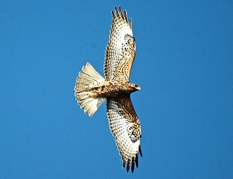 Galapagos Hawk - Buteo galapagoensis The Galapagos Hawk - Buteo galapagoensis is a predator bird that is endemic to the Galapagos islands. Buteo galapagoensis,Ecuador,Galapagos Hawk,Galápagos Islands,Geotagged,Summer