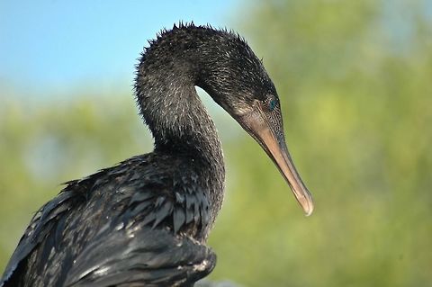 GalapagosFlightless Cormorant - Phalacrocorax harrisi The Flightless Cormorant - Phalacrocorax harrisi, also known as the Galapagos cormorant, is a cormorant native to the Galapagos Islands, and an example of the highly unusual fauna there. It is unique in that it is the only cormorant that has lost the ability to fly. Like all cormorants, this bird has webbed feet and powerful legs that propel it through ocean waters as it seeks its prey of fish, eels, small octopuses, and other small creatures. They feed near the sea floor and no more than 100 m offshore. The flightless cormorant is the largest extant member of its family, 89–100 cm (35–40 in) in length and weighing 2.5–5.0 kg (5.5-11 lbs), and its wings are about one-third the size that would be required for a bird of its proportions to fly. The keel on the breastbone, where birds attach the large muscles needed for flight, is also greatly reduced. The flightless cormorants look slightly like a duck, except for their short, stubby wings. The upperparts are blackish and the underparts are brown. The long beak is hooked at the tip and the eye is turquoise. Like all members of the cormorant family, all four toes are joined by webbed skin. Males and females are similar in appearance, although males tend to be larger. Juveniles are generally similar to adults but differ in that they are glossy black in colour with a dark eye. Adults produce low growling vocalizations. Like other cormorants, this bird's feathers are not waterproof, and they spend time after each dive drying their small wings in the sunlight. Ecuador,Fall,Flightless cormorant,Galapagos,Galapagos Cormorant,Geotagged,Phalacrocorax harrisi