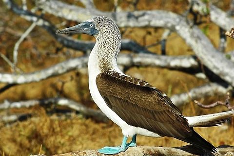 Blue-footed Booby - Sula nebouxii The Blue-Footed Booby - Sula nebouxii, is a marine bird in the family Sulidae, which includes ten species of long-winged seabirds. Blue-footed boobies belong to the genus Sula, which comprises six species of boobies. It is easily recognizable by its distinctive bright blue feet, which is a sexually selected trait. Males display their feet in an elaborate mating ritual by lifting their feet up and down while strutting before the female. The female is slightly larger than the male and can measure up to 90 cm (35 in) long with a wingspan of up to 1.5 m (4.9 ft) Blue-footed Booby,Ecuador,Galápagos Islands,Geotagged,Sula nebouxii,Winter