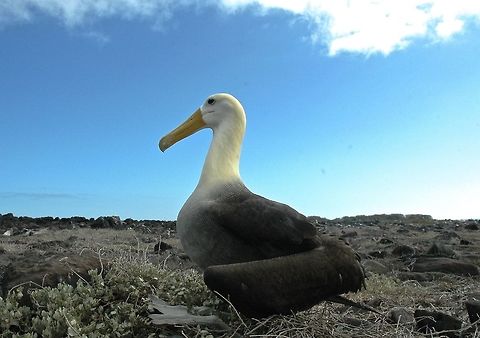 Galapagos Albatross - Phoebastria irrorata The Waved Albatross - Phoebastria irrorata, also known as Galapagos albatross, is the only member of the Diomedeidae family located in the tropics. When they forage, they follow a straight path to a single site off the coast of Peru, about 1,000 km (620 mi) to the east. During the non-breeding season, these birds reside primarily on the Ecuadorian and Peruvian coasts. Ecuador,Fall,Galapagos Albatross,Galápagos Islands,Geotagged,Phoebastria irrorata,Waved albatross