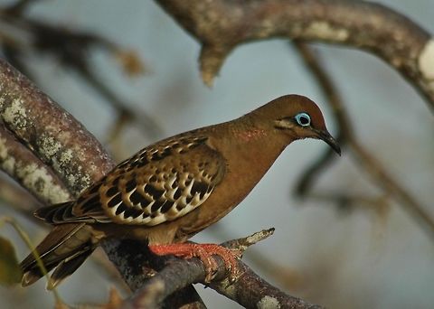 Gal&aacute;pagos Dove - Zenaida galapagoensis The Gal&aacute;pagos Dove - Zenaida galapagoensis, is a species of bird in the family Columbidae. It is endemic to the Gal&aacute;pagos, off Ecuador. It is fairly common and is found in a wide range of open and semi-open habitats, especially in the arid lowlands of the archipelago. Ecuador,Galapagos,Gal&aacute;pagos dove,Geotagged,Winter,Zenaida galapagoensis
