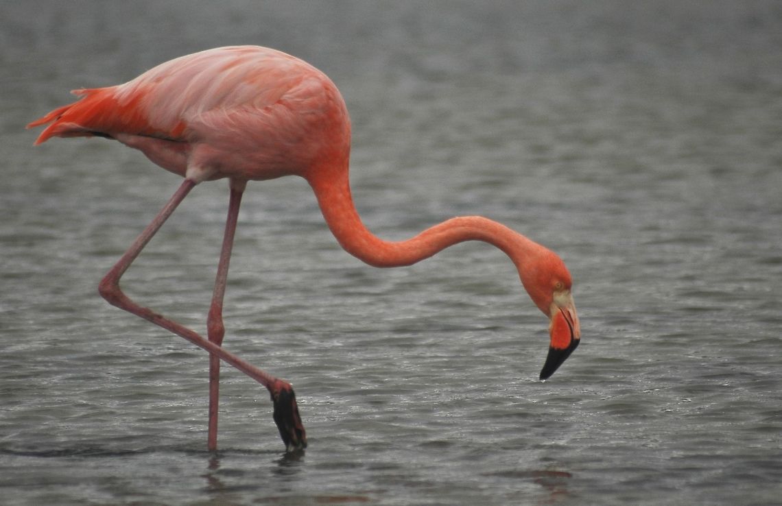 Galápagos Flamingo - Phoenicopterus Ruber Galápagos Flamingos or Caribbean Flamingos (Phoenicopterus Ruber) are gregarious, wading birds that belong to a family of large, brilliantly coloured aquatic birds whose habitats are alkaline or saline lakes. Long legs and a long, curved neck are characteristic of all flamingo species. The Galápagos Flamingo measures 120 – 140 centimetres in length, males weigh 2.8 kilograms and females 2.2 kilograms. Most of their plumage is pink, giving rise to its earlier name of Rosy Flamingo and differentiating adults from the much paler European species. The wing coverts are red and the primary and secondary flight feathers are black. A flamingos beak is pink with a restricted black tip and the legs are entirely pink. A flamingos call is a goose-like honking. Flamingos filter-feed on brine shrimp. Their oddly-shaped beaks are specially adapted to separate mud and silt from the food they consume and are uniquely used upside-down. The filtering of food items is assisted by hairy structures called lamellae which line the mandibles and the large rough-surfaced tongue. Flamingos also feed on small crustaceans (shelled fish). American Flamingo,Ecuador,Galápagos Flamingo,Galápagos Islands,Geotagged,Phoenicopterus ruber,Spring
