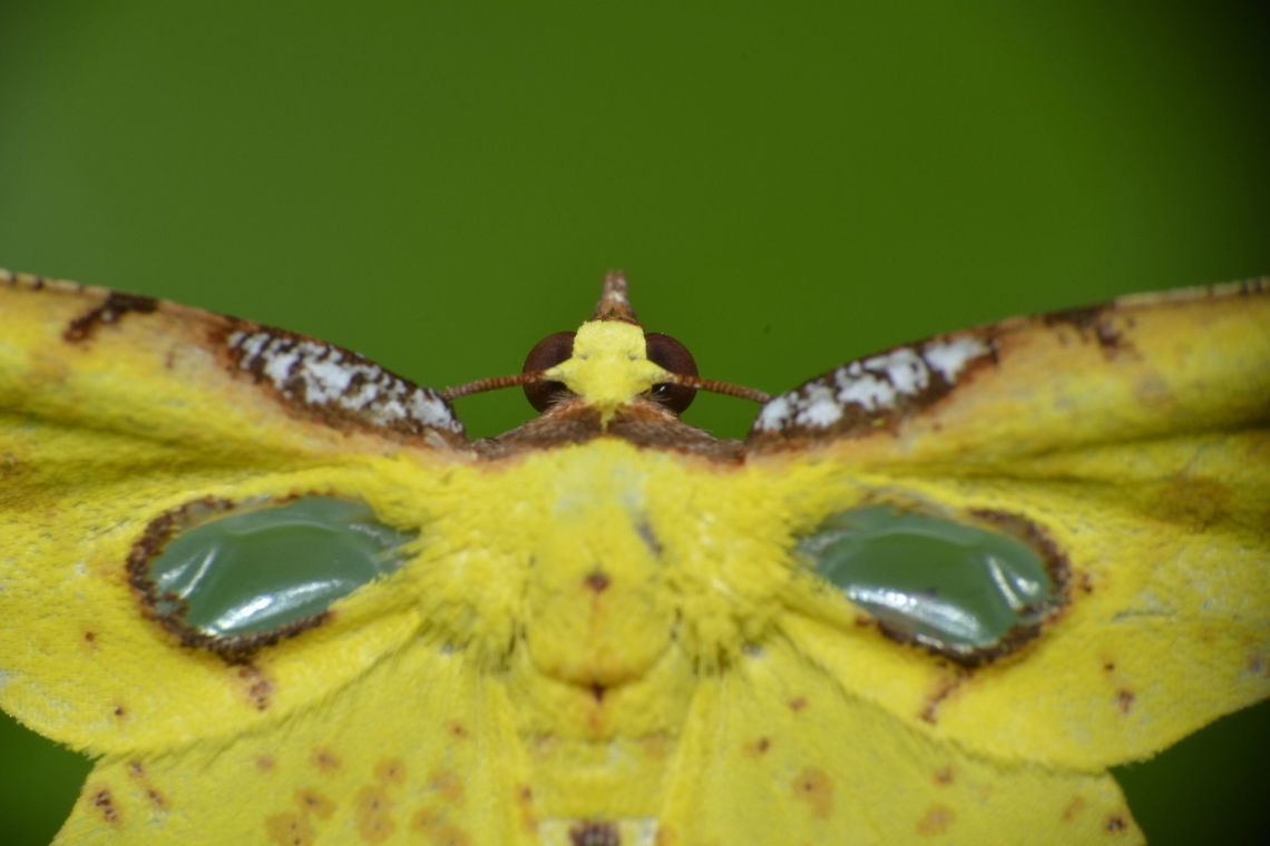 Geometrid Moth - Corymica pryeri This Geometrid Moth - Corymica pryeri, is small in size, with bright yellow colour.<br />
This Spotting is to hi-light the 'transparent window' in its forewings.<br />
<br />
The picture of the full Moth is here :<br />
<br />
<figure class="photo"><a href="https://www.jungledragon.com/image/43296/geometrid_moth_-_corymica_pryeri.html" title="Geometrid Moth - Corymica pryeri"><img src="https://s3.amazonaws.com/media.jungledragon.com/images/2994/43296_thumb.JPG?AWSAccessKeyId=05GMT0V3GWVNE7GGM1R2&Expires=1769040010&Signature=qzCk7jcxHABhVXm5Gckj3IN299k%3D" width="200" height="134" alt="Geometrid Moth - Corymica pryeri This Geometrid Moth - Corymica pryeri, is small in size, with bright yellow colour and 'transparent window' in its forewings.<br />
<br />
The picture hi-lighting its 'transparent window' is here :<br />
<br />
https://www.jungledragon.com/image/43412/geometrid_moth_-_corymica_pryeri.html<br />
 Corymica pryeri,Geometrid Moth,Geotagged,Moth,Philippines,Summer,north luzon" /></a></figure><br />
<br />
 Corymica pryeri,Geotagged,Philippines,Summer