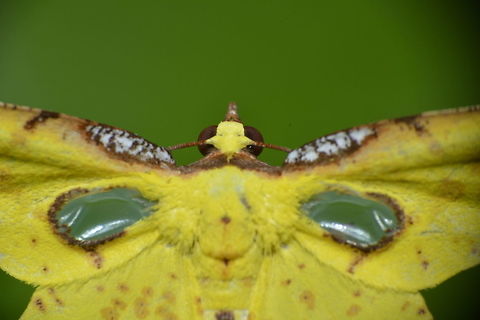 Geometrid Moth - Corymica pryeri This Geometrid Moth - Corymica pryeri, is small in size, with bright yellow colour.
This Spotting is to hi-light the 'transparent window' in its forewings.

The picture of the full Moth is here :

https://www.jungledragon.com/image/43296/geometrid_moth_-_corymica_pryeri.html

 Corymica pryeri,Geotagged,Philippines,Summer