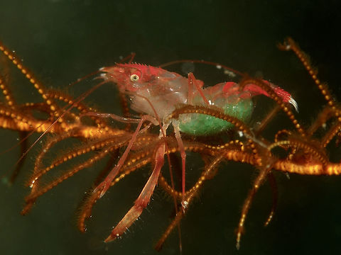 Crinoid Boxer Shrimp The Crinoid Boxer Shrimp - Odontozona crinoidicola as its name implies, lives exclusively in Crinoids.
They are very small in size, usually around 1 cm or smaller. They are red and translucent in colour.
This Spotting shows a Female carrying her green-coloured eggs. Anilao,Batangas,Crinoid Boxer Shrimp,Geotagged,Odontozona crinoidicola,Philippines,Shrimp,Winter