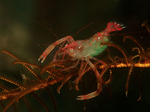 Crinoid Boxer Shrimp - Odontozona crinoidicola The Crinoid Boxer Shrimp - Odontozona crinoidicola as its name implies, lives exclusively in Crinoids.
They are very small in size, usually around 1 cm or smaller. They are red and translucent in colour.
This Spotting shows a Female carrying her green-coloured eggs.

This picture also shows their classic pose, making it looks like a Scorpion than a Boxer.
 Anilao,Batangas,Crinoid Boxer Shrimp,Geotagged,Odontozona crinoidicola,Philippines,Shrimp,Winter