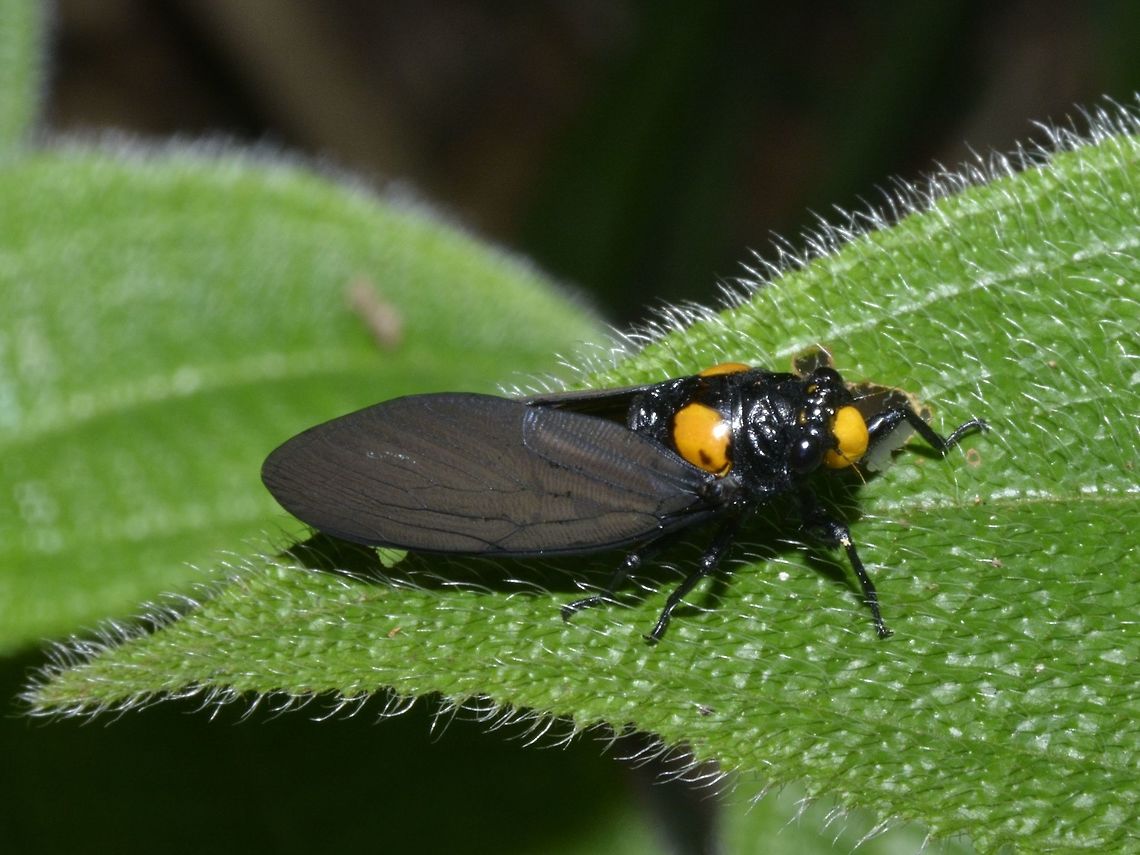 Golden Black Cicada Golden Black Cicada - Huechys fusca, mostly black in colour with 2 yellow/gold spots on its back and a spot on its face. Geotagged,Golden Black Cicada,Golden black cicada,Huechys fusca,Singapore,Summer