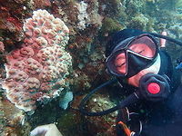 Nudibranch - Dendrodoris carbunculosa This Nudibranch - Dendrodoris carbunculosa, is very large in size, at least 30cm. Dendrodoris carbunculosa,Geotagged,Nudibranch,Philippines,Spring,cebu,malapascua