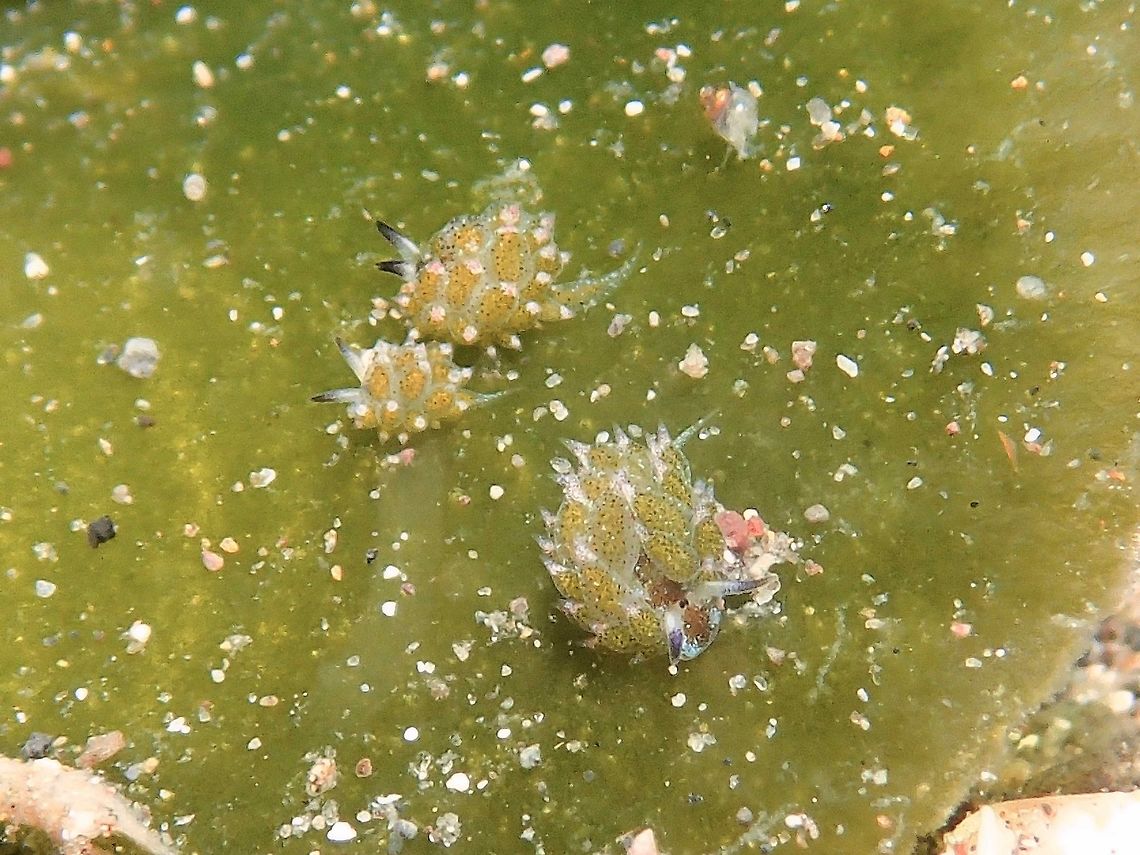 Shaun the Sheep Nudibranch This Nudibranch is very tiny, less than 5mm in size. It is hardly possible to see the details of the eyes and cerata with the naked eyes. It is fondly called Shaun the Sheep as it supposedly looks like a Sheep grazing on grasses.<br />
<br />
There are 3 of them in this picture, the bigger one is around 5mm, making the smallest of the 3 around 2mm in size.<br />
 Anilao,Batangas,Costasiella kuroshimae,Geotagged,Philippines,Shaun the Sheep,Summer,nudibranch