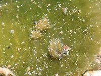 Shaun the Sheep Nudibranch This Nudibranch is very tiny, less than 5mm in size. It is hardly possible to see the details of the eyes and cerata with the naked eyes. It is fondly called Shaun the Sheep as it supposedly looks like a Sheep grazing on grasses.<br />
<br />
There are 3 of them in this picture, the bigger one is around 5mm, making the smallest of the 3 around 2mm in size.<br />
 Anilao,Batangas,Costasiella kuroshimae,Geotagged,Philippines,Shaun the Sheep,Summer,nudibranch