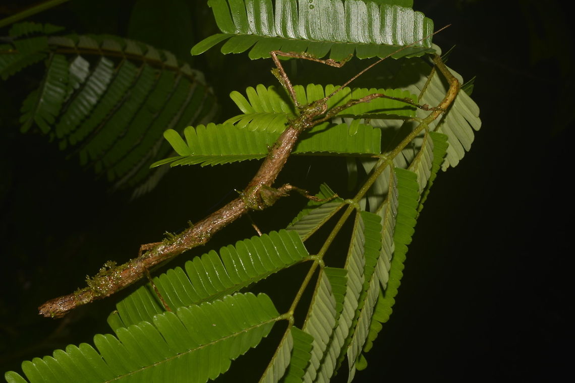 Stick Insect, Phasmid - Phenacephorus sepilokensis This species of Stick Insect, Phasmid - Phenacephorus sepilokensis is highly cryptic.  She has decorated herself with moss to camouflaged better with her surrounding on top of her being a Stick Insect, that itself is already a good camouflage.<br />
<br />
Close-up showing mossy appearance is shown in this Spotting :<br />
<br />
<figure class="photo"><a href="https://www.jungledragon.com/image/43253/stick_insect_phasmid_-_phenacephorus_sepilokensis.html" title="Stick Insect, Phasmid - Phenacephorus sepilokensis"><img src="https://s3.amazonaws.com/media.jungledragon.com/images/2994/43253_thumb.jpg?AWSAccessKeyId=05GMT0V3GWVNE7GGM1R2&Expires=1759968010&Signature=vOveYPT2CgDmLmteYkvOWznvpb4%3D" width="200" height="134" alt="Stick Insect, Phasmid - Phenacephorus sepilokensis This species of Stick Insect, Phasmid - Phenacephorus sepilokensis is highly cryptic.  She has decorated herself with moss to camouflaged better with her surrounding on top of her being a Stick Insect, that itself is already a good camouflage.<br />
<br />
Picture of the whole animal is shown in this Spotting :<br />
<br />
https://www.jungledragon.com/image/43429/stick_insect_phasmid_-_phenacephorus_sepilokensis.html<br />
 Geotagged,Malaysia,Phasmid,Phenacephorus sepilokensis,Spring,Stick insect,sabah" /></a></figure><br />
<br />
The male of this species can be seen here :<br />
<br />
<figure class="photo"><a href="https://www.jungledragon.com/image/47054/stick_insect_phasmid_-_phenacephorus_sepilokensis.html" title="Stick Insect, Phasmid - Phenacephorus sepilokensis"><img src="https://s3.amazonaws.com/media.jungledragon.com/images/2994/47054_thumb.jpg?AWSAccessKeyId=05GMT0V3GWVNE7GGM1R2&Expires=1759968010&Signature=kU4Gr%2F91Kxjh%2FWqguAdn70HyV2U%3D" width="200" height="150" alt="Stick Insect, Phasmid - Phenacephorus sepilokensis This is the male Phasmid of the species Phenacephorus sepilokensis. He has a distinctive pair of red spines at the beginning of his abdomen.<br />
<br />
This species has high level of sexual dimorphism.  The female of this species can be seen here :<br />
<br />
https://www.jungledragon.com/image/43429/stick_insect_phasmid_-_phenacephorus_sepilokensis.html<br />
 Fall,Geotagged,Malaysia,Phasmid,Phenacephorus sepilokensis,Sabah,Stick Insect" /></a></figure><br />
 Geotagged,Malaysia,Phasmid,Phenacephorus sepilokensis,Spring,Stick insect,sabah