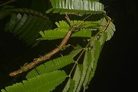 Stick Insect, Phasmid - Phenacephorus sepilokensis This species of Stick Insect, Phasmid - Phenacephorus sepilokensis is highly cryptic.  She has decorated herself with moss to camouflaged better with her surrounding on top of her being a Stick Insect, that itself is already a good camouflage.<br />
<br />
Close-up showing mossy appearance is shown in this Spotting :<br />
<br />
https://www.jungledragon.com/image/43253/stick_insect_phasmid_-_phenacephorus_sepilokensis.html<br />
<br />
The male of this species can be seen here :<br />
<br />
https://www.jungledragon.com/image/47054/stick_insect_phasmid_-_phenacephorus_sepilokensis.html<br />
 Geotagged,Malaysia,Phasmid,Phenacephorus sepilokensis,Spring,Stick insect,sabah