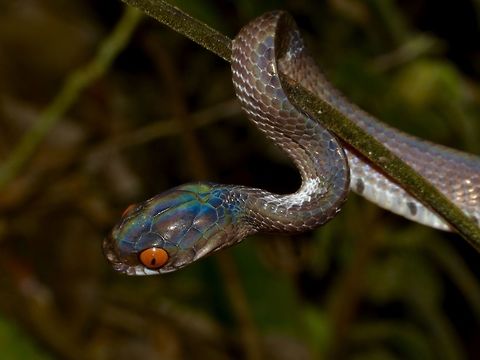 Mountain Slug-eating Snake