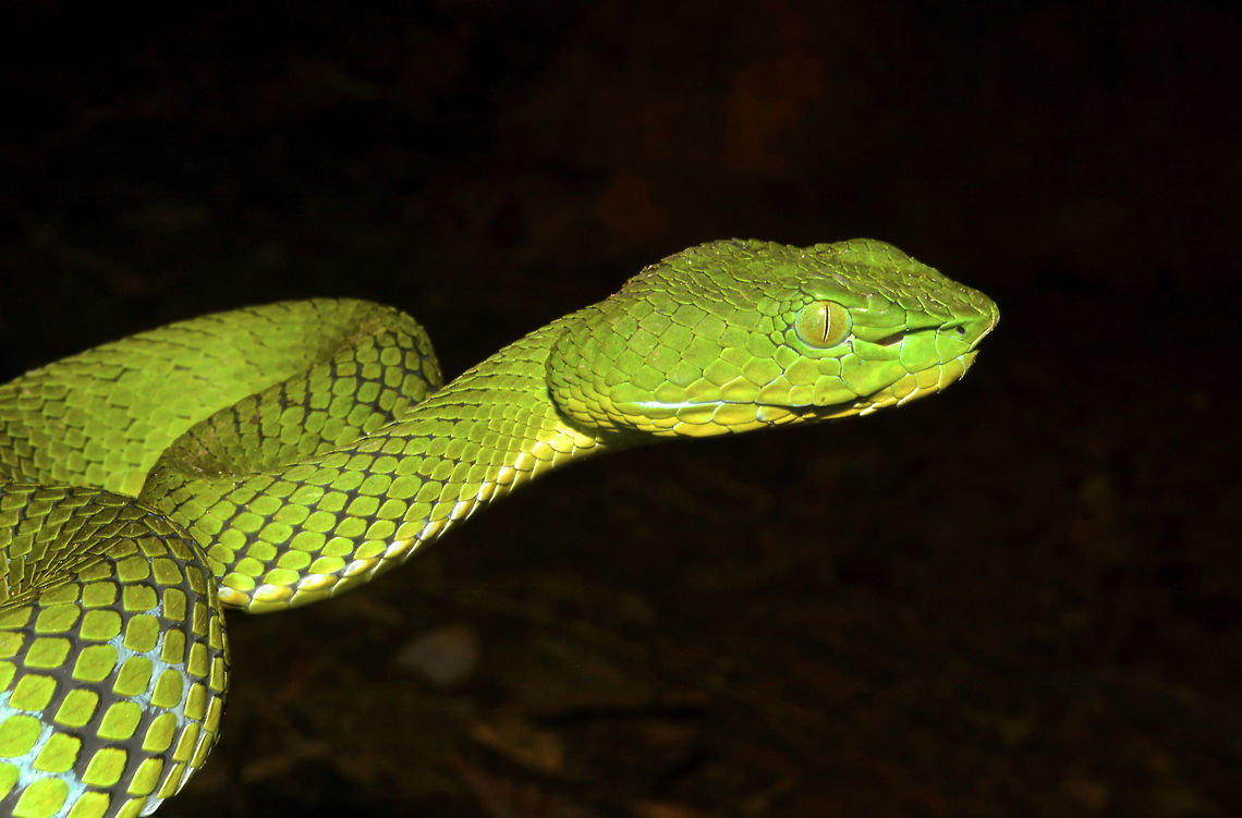 Cameron Higlands Pit Viper - Popeia nebularis This green Viper was a special Spotting, both for its rarity and beauty. The Cameron Highlands Pit Viper was named after the location where it was originally discovered i.e. Cameron Highlands, but was later also found in Fraser&#039;s Hills. This was a full adult specimen, around 1 meter length. Its body colour is an intense green above, with a slight bluish tinge; this tinge is more apparent at the margin of the dorsal body scales. <br />
<br />
Picture of the whole Snake can be seen at this Spotting :<br />
<br />
<figure class="photo"><a href="https://www.jungledragon.com/image/43441/cameron_highlands_pit_viper_-_popeia_nebularis.html" title="Cameron Highlands Pit Viper - Popeia nebularis"><img src="https://s3.amazonaws.com/media.jungledragon.com/images/2994/43441_thumb.jpg?AWSAccessKeyId=05GMT0V3GWVNE7GGM1R2&Expires=1759968010&Signature=Z3RLvXM4kPqCHaJls8hq0MIiEA0%3D" width="200" height="134" alt="Cameron Highlands Pit Viper - Popeia nebularis This green Viper was a special Spotting, both for its rarity and beauty. The Cameron Highlands Pit Viper was named after the location where it was originally discovered i.e. Cameron Highlands, but was later also found in Fraser&#039;s Hills. This was a full adult specimen, around 1 meter length. Its body colour is an intense green above, with a slight bluish tinge; this tinge is more apparent at the margin of the dorsal body scales.<br />
<br />
Close-up of this beauty can be seen at this Spotting :<br />
<br />
https://www.jungledragon.com/image/43439/cameron_higlands_pit_viper_-_popeia_nebularis.html<br />
 Cameron Highlands,Cameron Highlands Pit Viper,Geotagged,Malaysia,Popeia nebularis,Spring,snake,viper" /></a></figure><br />
 Cameron Highlands,Cameron Highlands Pit Viper,Geotagged,Malaysia,Pit Viper,Popeia nebularis,Snake,Spring