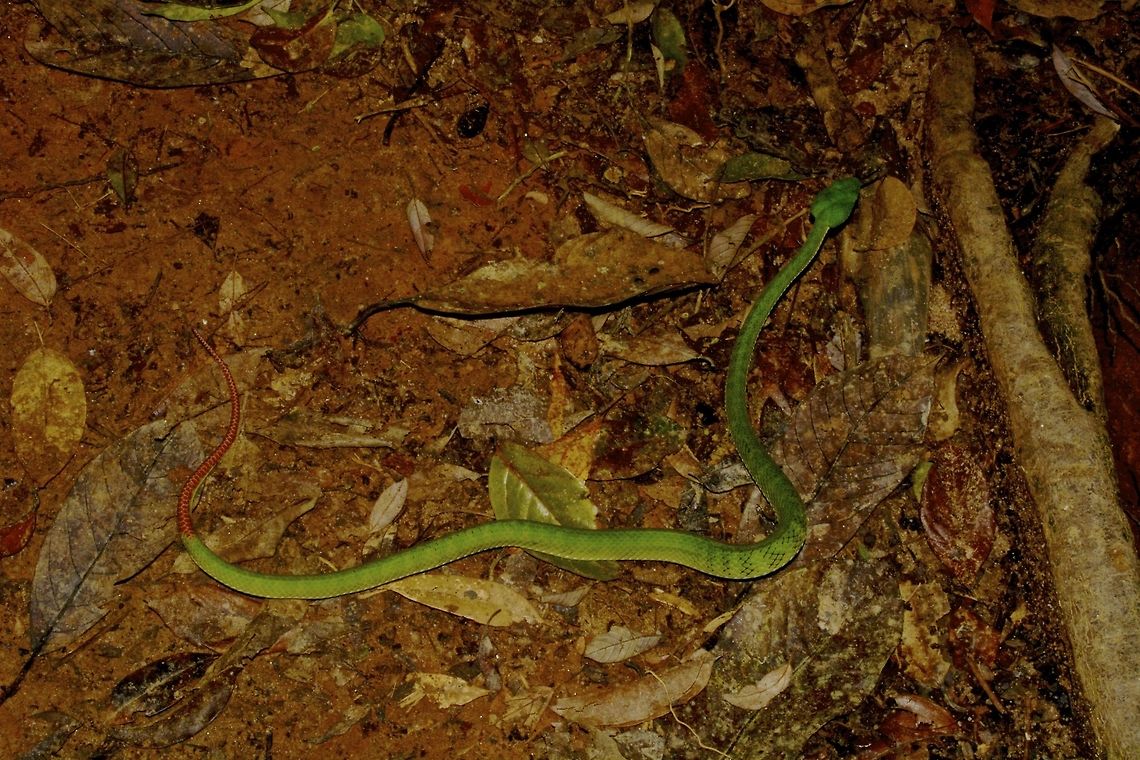 Cameron Highlands Pit Viper - Popeia nebularis This green Viper was a special Spotting, both for its rarity and beauty. The Cameron Highlands Pit Viper was named after the location where it was originally discovered i.e. Cameron Highlands, but was later also found in Fraser&#039;s Hills. This was a full adult specimen, around 1 meter length. Its body colour is an intense green above, with a slight bluish tinge; this tinge is more apparent at the margin of the dorsal body scales.<br />
<br />
Close-up of this beauty can be seen at this Spotting :<br />
<br />
<figure class="photo"><a href="https://www.jungledragon.com/image/43439/cameron_higlands_pit_viper_-_popeia_nebularis.html" title="Cameron Higlands Pit Viper - Popeia nebularis"><img src="https://s3.amazonaws.com/media.jungledragon.com/images/2994/43439_thumb.jpg?AWSAccessKeyId=05GMT0V3GWVNE7GGM1R2&Expires=1759968010&Signature=SohnzLnpZzYQToWIT4XAGWwGKnw%3D" width="200" height="132" alt="Cameron Higlands Pit Viper - Popeia nebularis This green Viper was a special Spotting, both for its rarity and beauty. The Cameron Highlands Pit Viper was named after the location where it was originally discovered i.e. Cameron Highlands, but was later also found in Fraser&#039;s Hills. This was a full adult specimen, around 1 meter length. Its body colour is an intense green above, with a slight bluish tinge; this tinge is more apparent at the margin of the dorsal body scales. <br />
<br />
Picture of the whole Snake can be seen at this Spotting :<br />
<br />
https://www.jungledragon.com/image/43441/cameron_highlands_pit_viper_-_popeia_nebularis.html<br />
 Cameron Highlands,Cameron Highlands Pit Viper,Geotagged,Malaysia,Pit Viper,Popeia nebularis,Snake,Spring" /></a></figure><br />
 Cameron Highlands,Cameron Highlands Pit Viper,Geotagged,Malaysia,Popeia nebularis,Spring,snake,viper