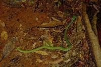 Cameron Highlands Pit Viper - Popeia nebularis This green Viper was a special Spotting, both for its rarity and beauty. The Cameron Highlands Pit Viper was named after the location where it was originally discovered i.e. Cameron Highlands, but was later also found in Fraser's Hills. This was a full adult specimen, around 1 meter length. Its body colour is an intense green above, with a slight bluish tinge; this tinge is more apparent at the margin of the dorsal body scales.<br />
<br />
Close-up of this beauty can be seen at this Spotting :<br />
<br />
https://www.jungledragon.com/image/43439/cameron_higlands_pit_viper_-_popeia_nebularis.html<br />
 Cameron Highlands,Cameron Highlands Pit Viper,Geotagged,Malaysia,Popeia nebularis,Spring,snake,viper