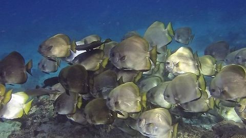 Pinnate Batfish - Platax pinnatus The adults of this Pinnate Batfish - Platax pinnatus likes to stay in Groups.  Although they can be found in smaller groups or in solitary, it is more impressive when you see them in a huge Group.

The Juvenile phase of this Pinnate Batfish can be seen in this Spotting :

https://www.jungledragon.com/image/43059/pinnate_batfish_-_platax_pinnatus.html
 Geotagged,Malaysia,Pinnate batfish,Platax pinnatus,Sipadan,batfish,sabah